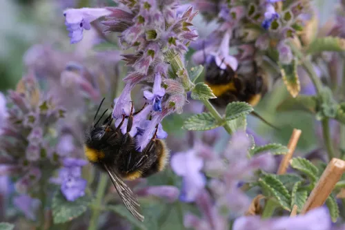 Bumble bess in Catmint This nature macro photograph captures bumble bees collecting nectar from the vibrant purple flowers of catmint. The image was taken in the afternoon during the height of summer, a time when both bees and other insects are highly active among the lush plants. The close-up detail highlights the textures of the bees as well as the delicate structure of the flowers, emphasizing the important relationship between pollinators and flowering plants. The scene is rich in color and detail, with the catmint plants forming a dense background and providing a haven for the insects to thrive.